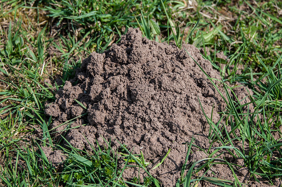 Molehill Photograph by Frank Gaertner