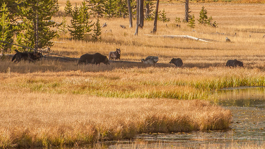 Mollie Pack fight over Grizzly Kill Photograph by Brenda Jacobs