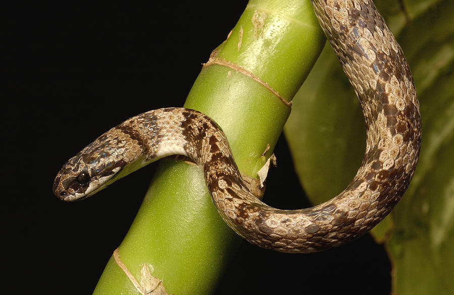 Mollusc-eating Snake Ecuador Photograph by Pete Oxford