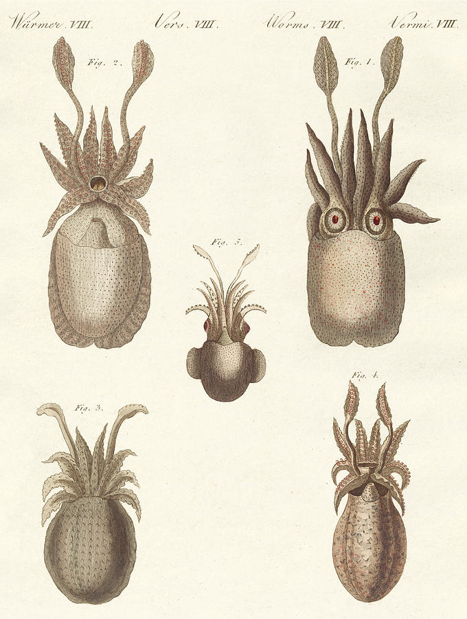 Octopus Drawing - Molluscs or soft worms by German School