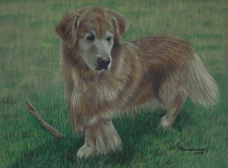 Golden Retriever Drawing - Molly and Her Stick by Debbie Stonebraker