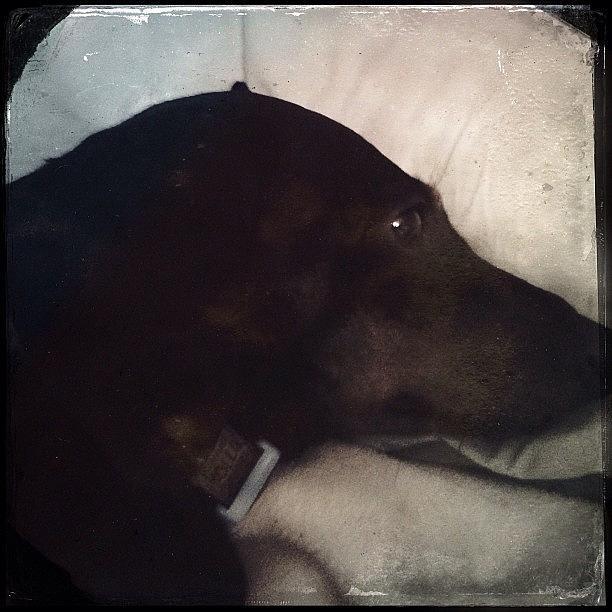 Dog Photograph - Molly #dachshund #dogs #dogsofinstagram by Robb Needham