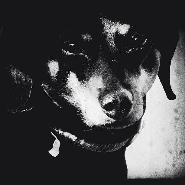 Dog Photograph - Molly #dachshund #itsadachshundworld by Robb Needham
