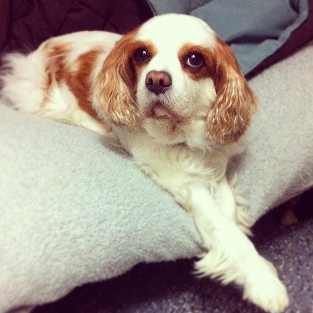 Molly Is A Classy Lady. #doggiedaycare Photograph by Stephanie Johnson