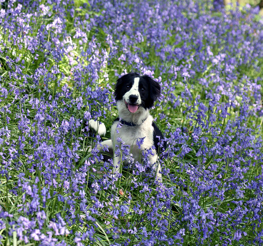 Molly the Border Collie sitting in a patch of Bluebells Photograph by John Keates
