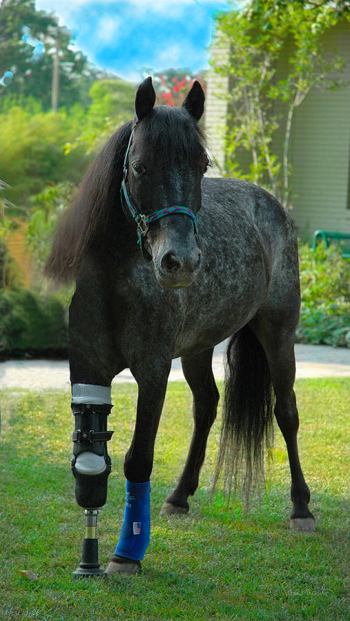 Molly the Pony Photograph by Pam Kaster