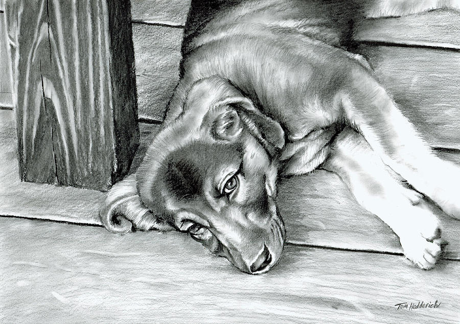 Molly Drawing by Tom Hedderich - Fine Art America