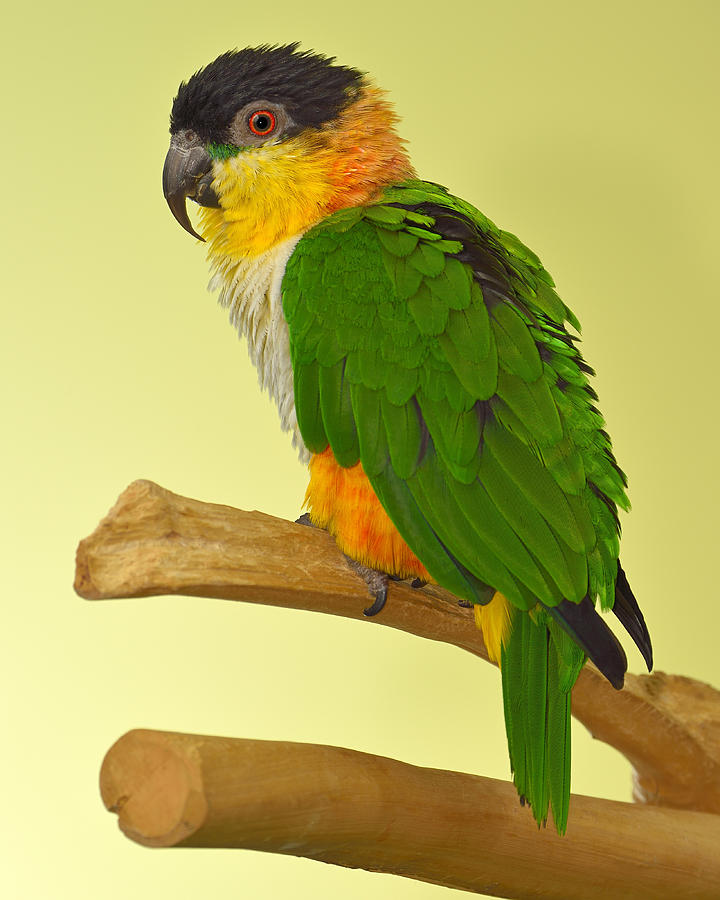 Parrot Photograph - Molly by Tony Beck