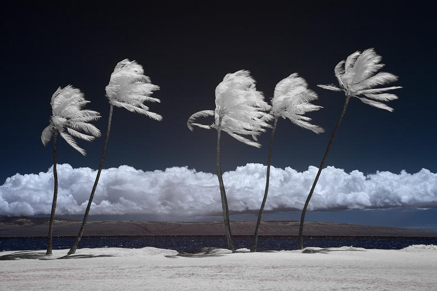 Molokai Palms 3 Photograph by Alan Kepler