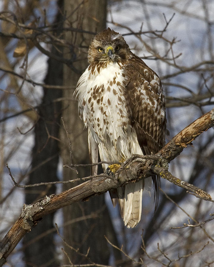 Molting Photograph by Eric Mace - Fine Art America