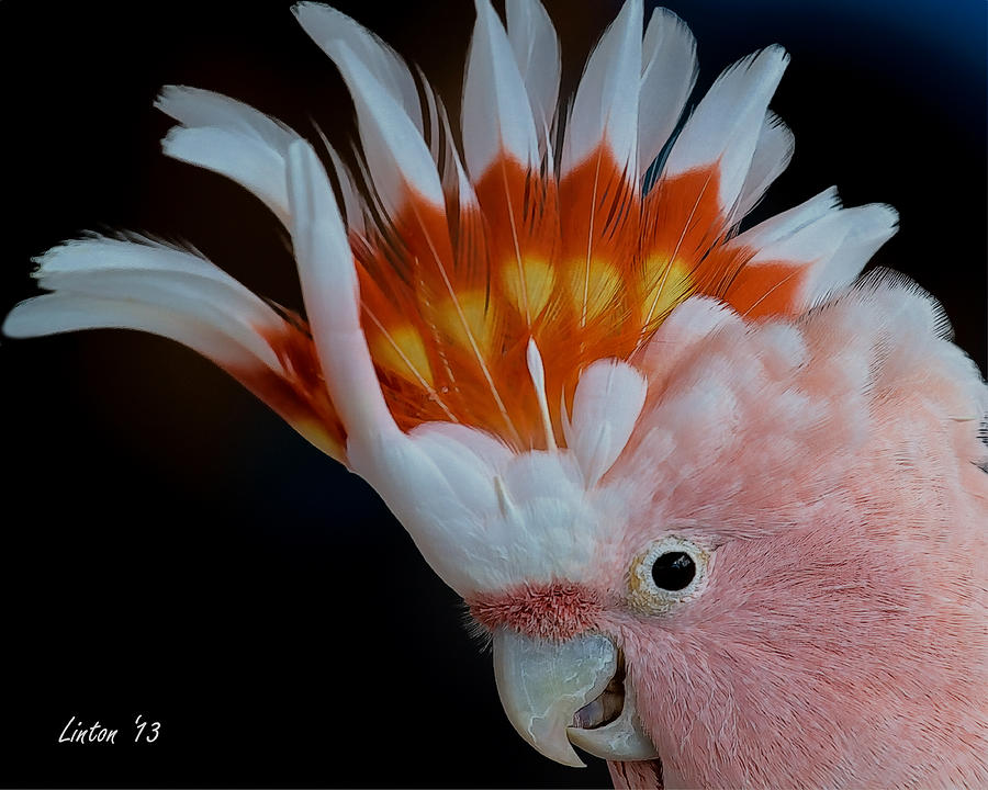 Moluccan Cockatoo Digital Art by Larry Linton