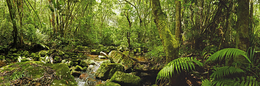 rainforest panorama video