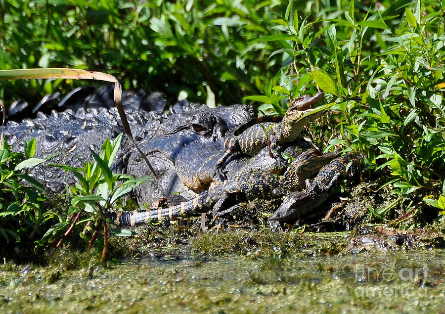 Mom And Baby Alligators Photograph by Kathy Baccari
