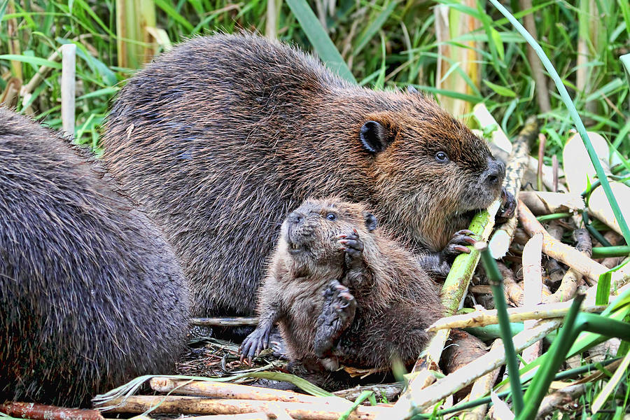 Mom and Baby Beaver Photograph by Peggy Collins