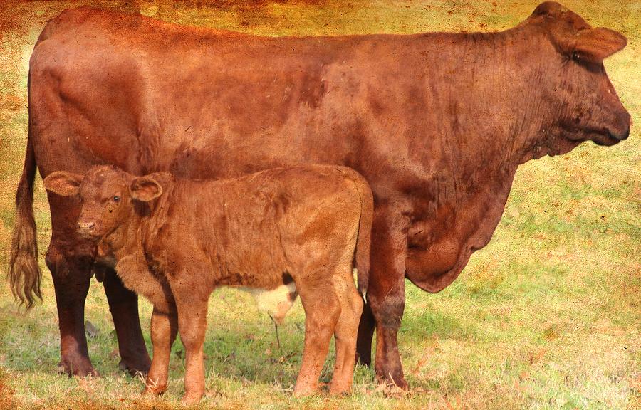 Mom and Baby Photograph by Beth Wiseman - Fine Art America