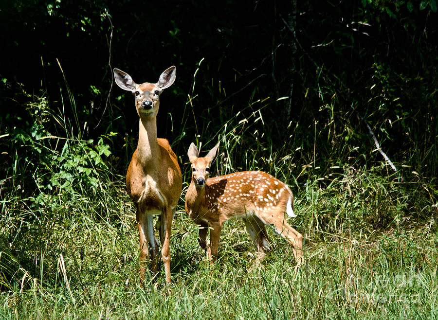 Mom and Baby Photograph by Cheryl Baxter