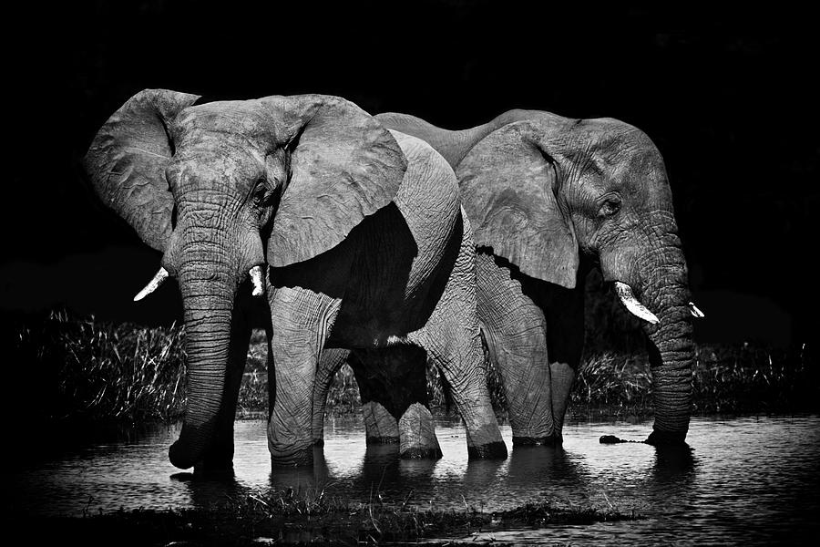 Nature Photograph - Mom and Baby Elephant by Gigi Ebert