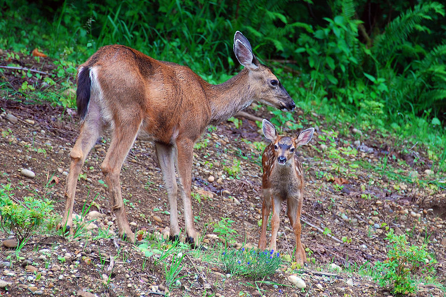 Mom and Baby Photograph by Rebecca Parker