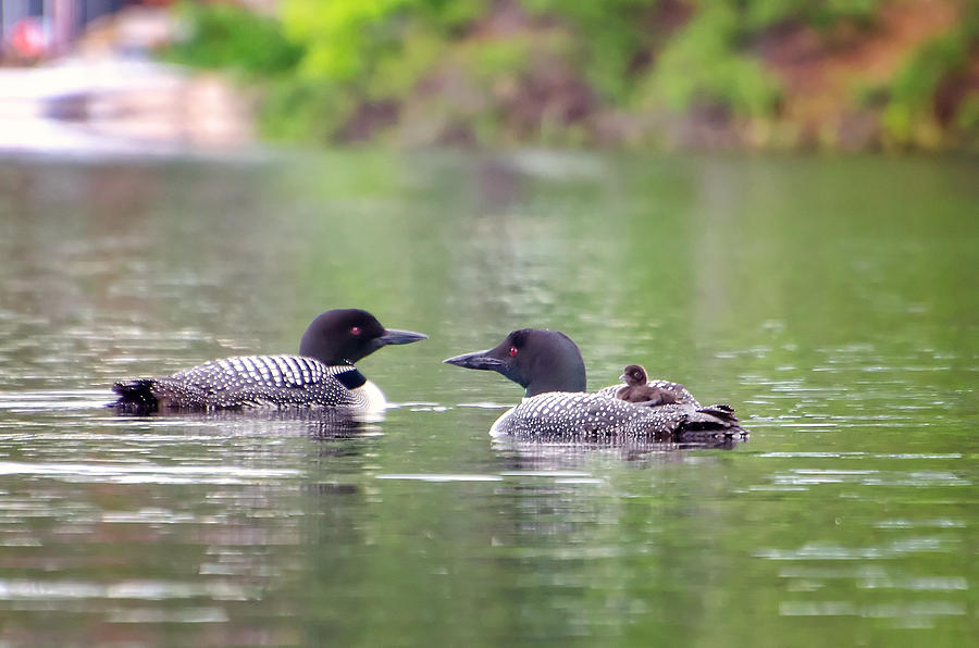 Loon Photograph - Mom and Dad Loon with Baby on Back by Donna Doherty