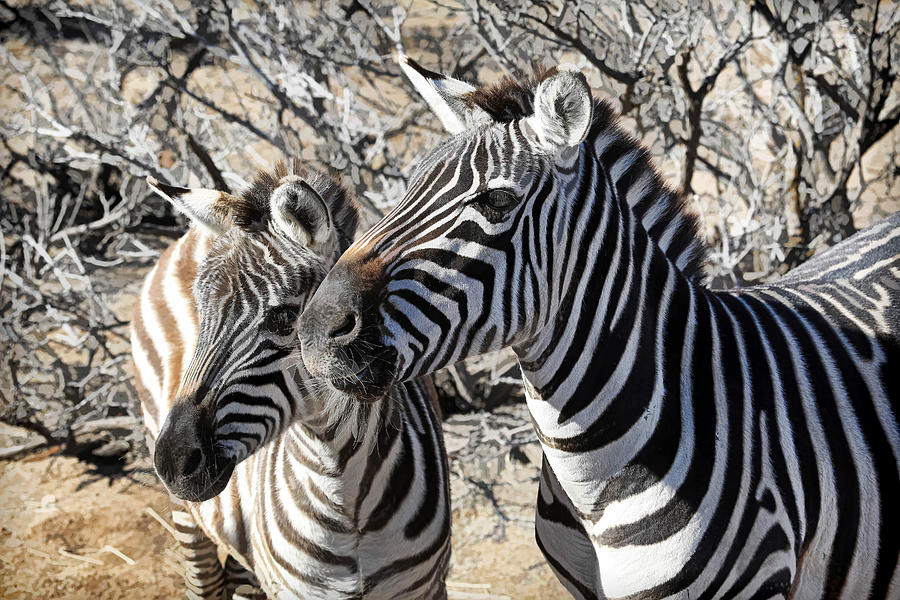 Mom and Filly-  Zebras Photograph by Donna Kennedy