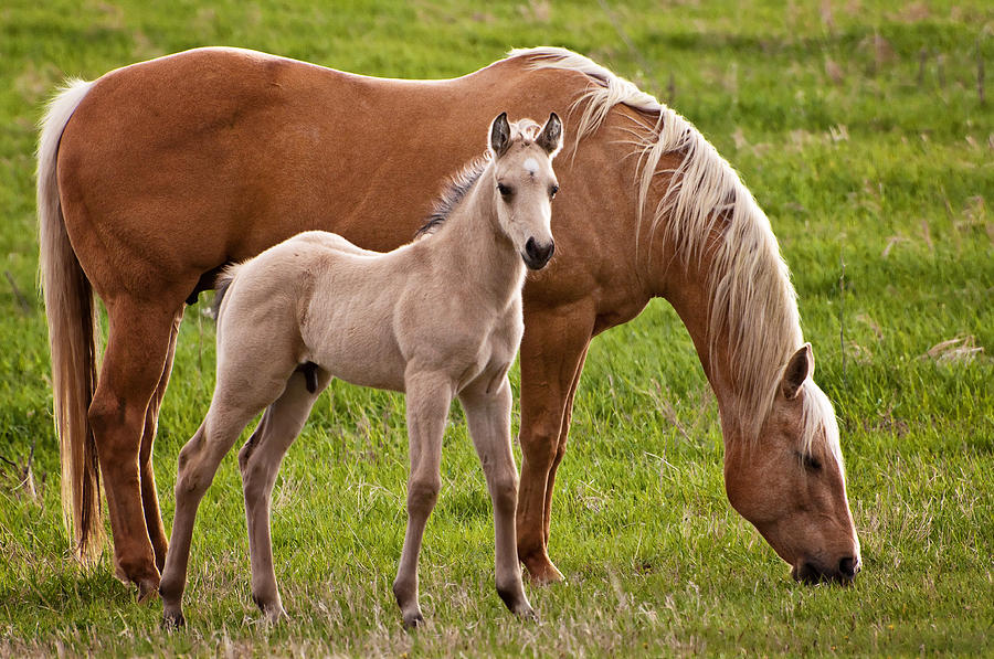 Mom and Foal Photograph by Donna Doherty