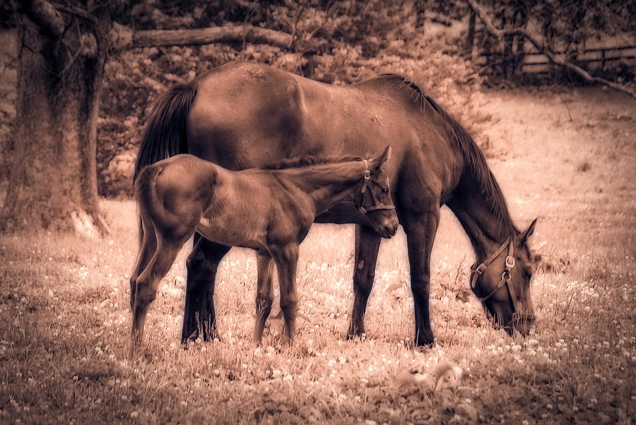 Mom and Foal Photograph by Mary Timman