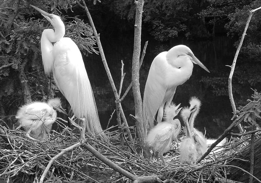 Mom and Pop and Chicks in black and White Photograph by Suzanne Gaff