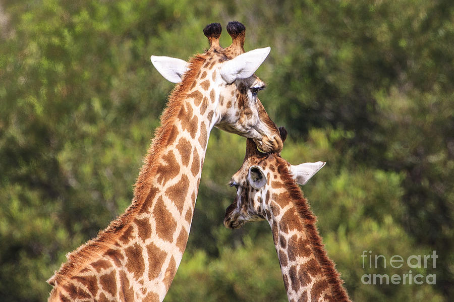Mom and Young Giraffe Photograph by Jennifer Ludlum