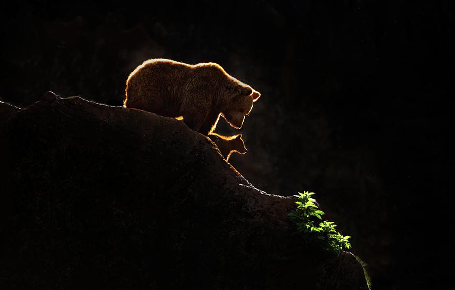 Bear Photograph - Mom Bear With Cub by Xavier Ortega
