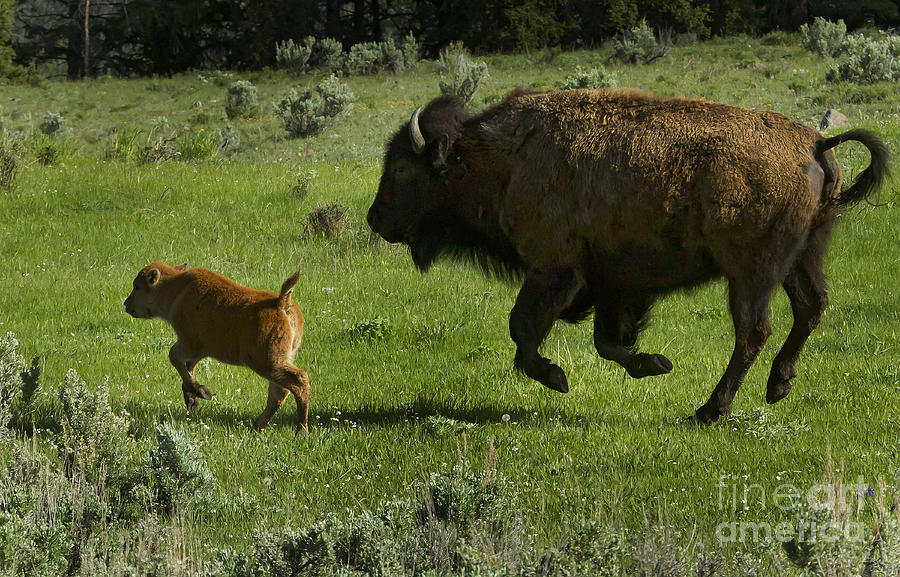 Yellowstone National Park Photograph - Mom Chasing Her Red Dog   #4085 by J L Woody Wooden