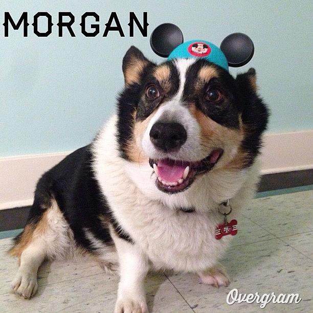 Buzzfeed Photograph - Mom Had A Rough Day So I Cheered Her by Corgiworkshop Heck