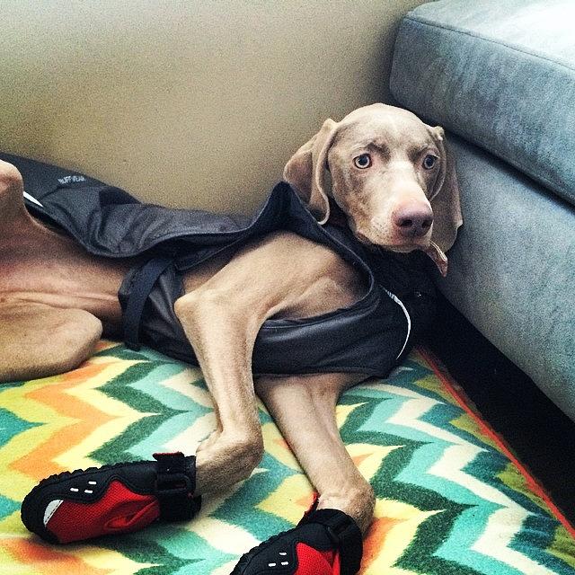 Weimaraner Photograph - Mom, I Dont Like My Jacket And Boots by Kristin Kroening