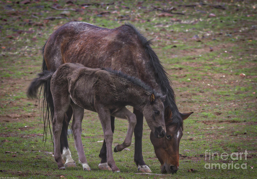 Mom Mustang And Colt Photograph by Mitch Shindelbower