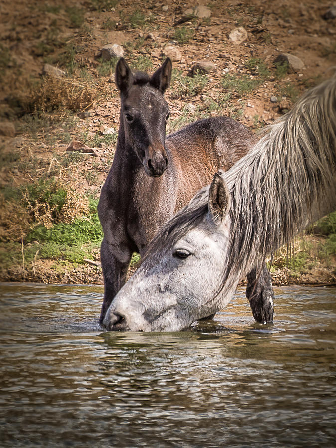 Horse Photograph - Mom Needs a Drink by Janis Knight
