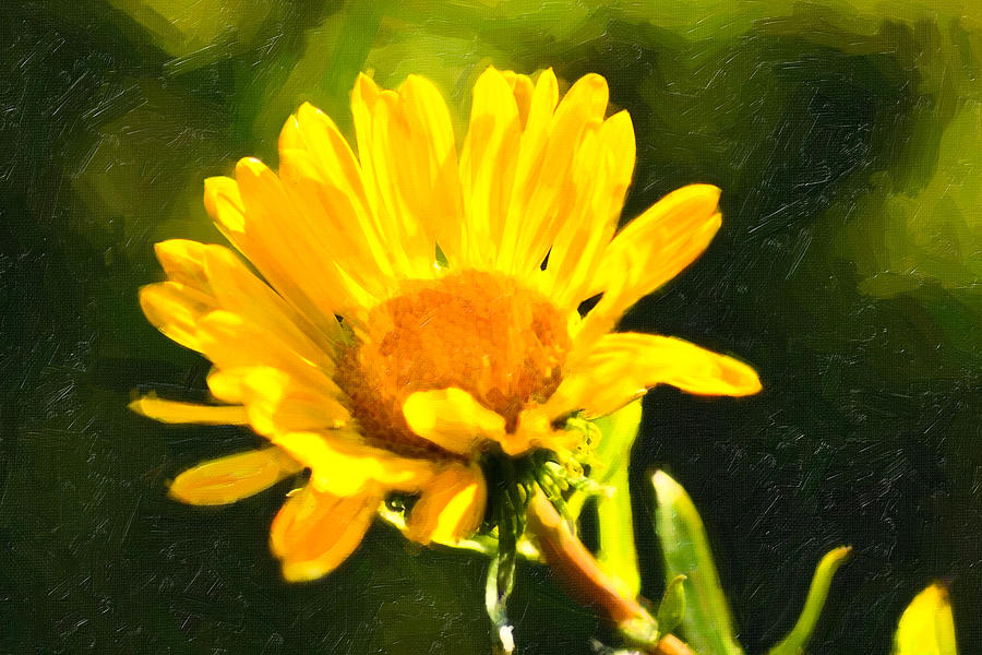 Moment In The Sun - Golden Flower - Northern California Photograph by Mark E Tisdale