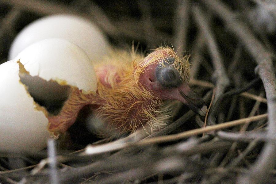 Moment Of Truth Just Hatched Pigeon Egg Photograph By Ramabhadran Thirupattur