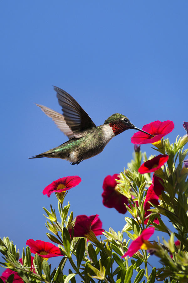 Hummingbird Photograph - Moments of Joy by Christina Rollo
