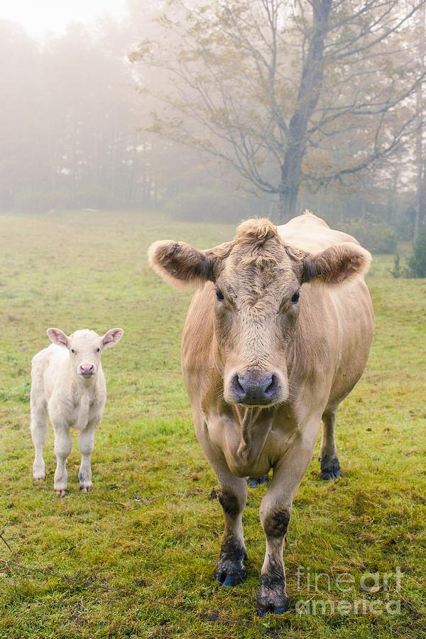 Cow Photograph - Momma and Baby Cow by Edward Fielding