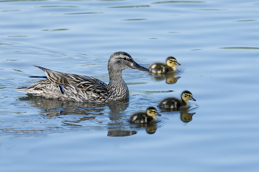 Duck Photograph - Momma and the Triplets by Gary Langley