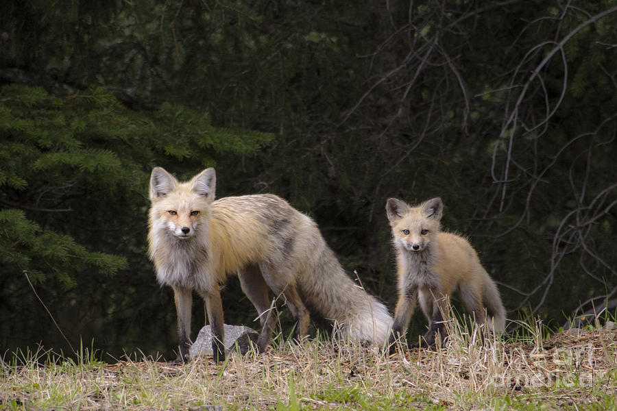 Momma Fox with her Kit Photograph by Sonya Lang