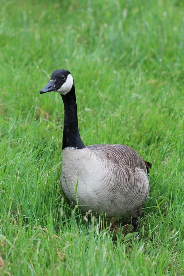 Momma Goose Photograph by Lindsay Miller - Fine Art America