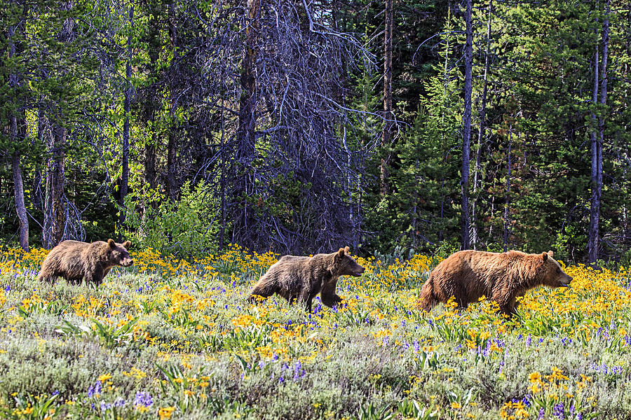Momma Grizzlie and her two yearkings Photograph by Rodney Cammauf