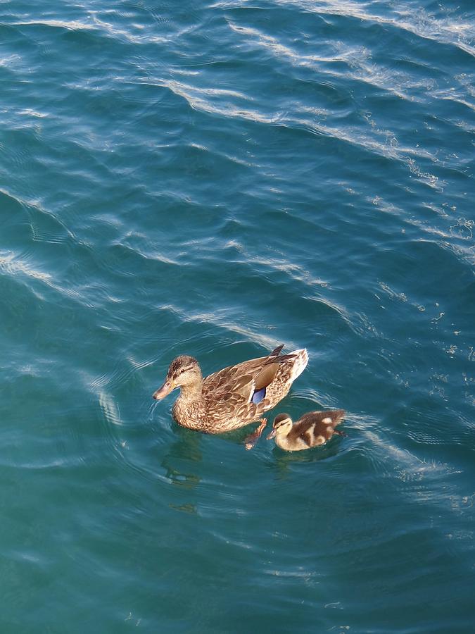 Momma Photograph By Jamie Johnson - Fine Art America