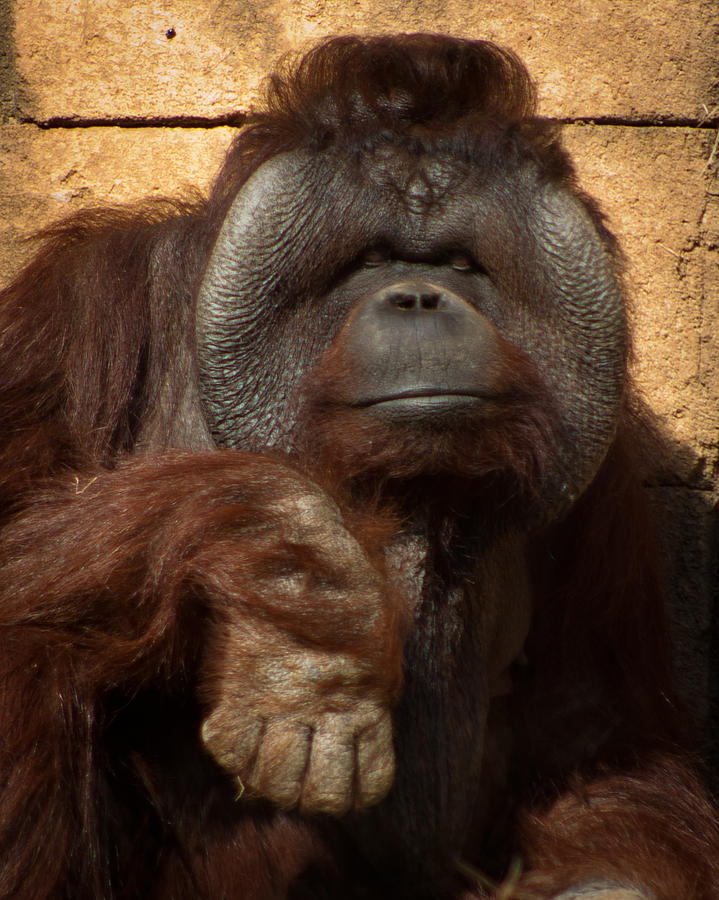 Momma Orangutan Photograph by Lynne Jenkins