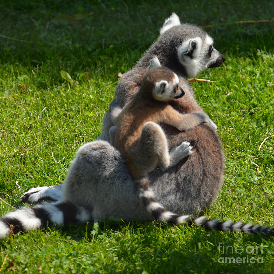 Mommy and baby lemur Photograph by Paul Davenport
