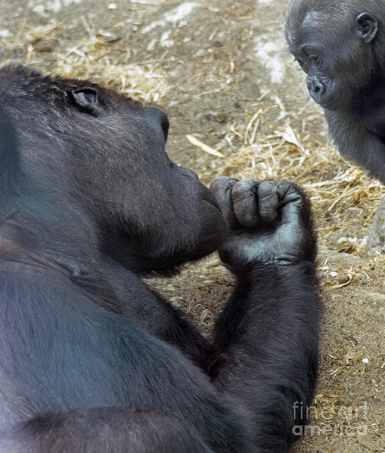 Ape Photograph - Mommy Are You Asleep by Jim Fitzpatrick