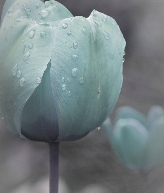 Tulip Photograph - Mommy Dont Cry by The Art Of Marilyn Ridoutt-Greene