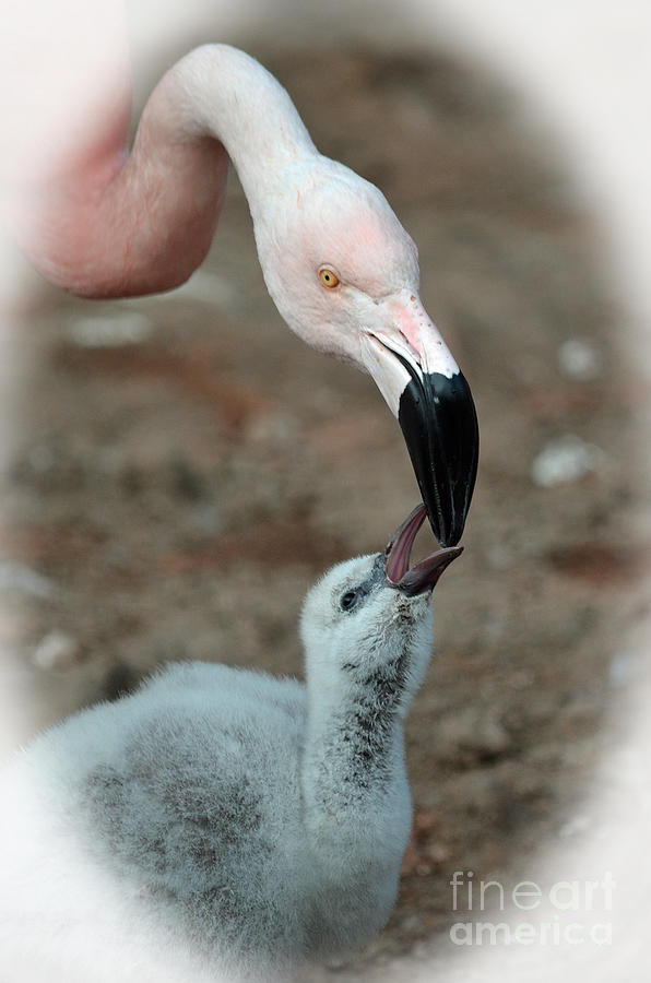 Animal Photograph - Mommy Flamingo Feeding Her Baby by Jim Fitzpatrick