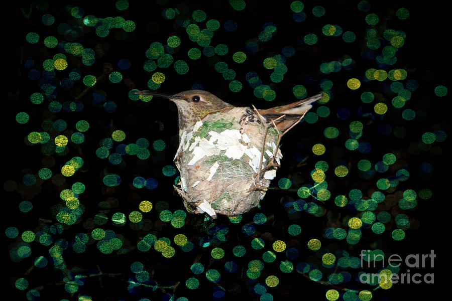 Mommy Hummingbird In The Nest Photograph By Mariola Bitner Pixels