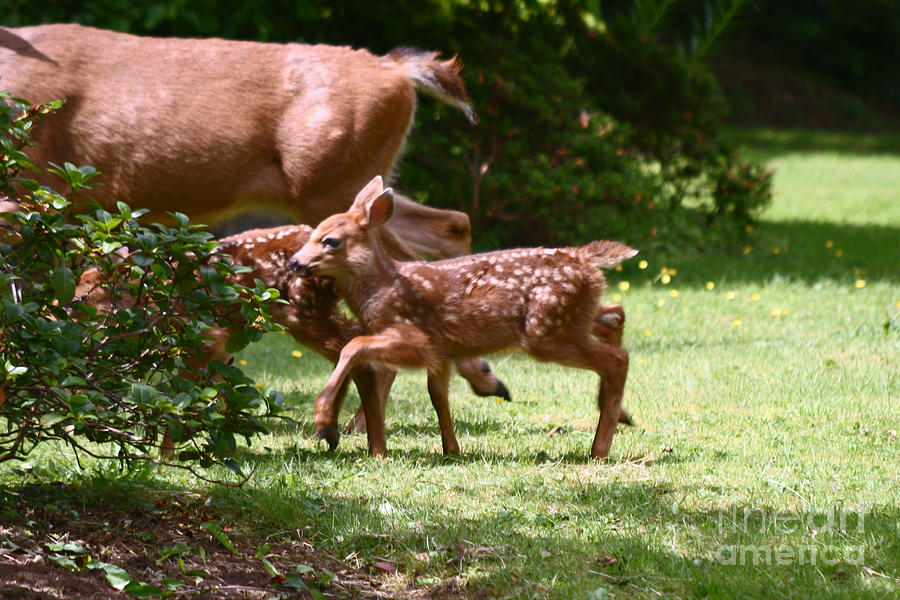 Mommy is here time to run Photograph by Kym Backland